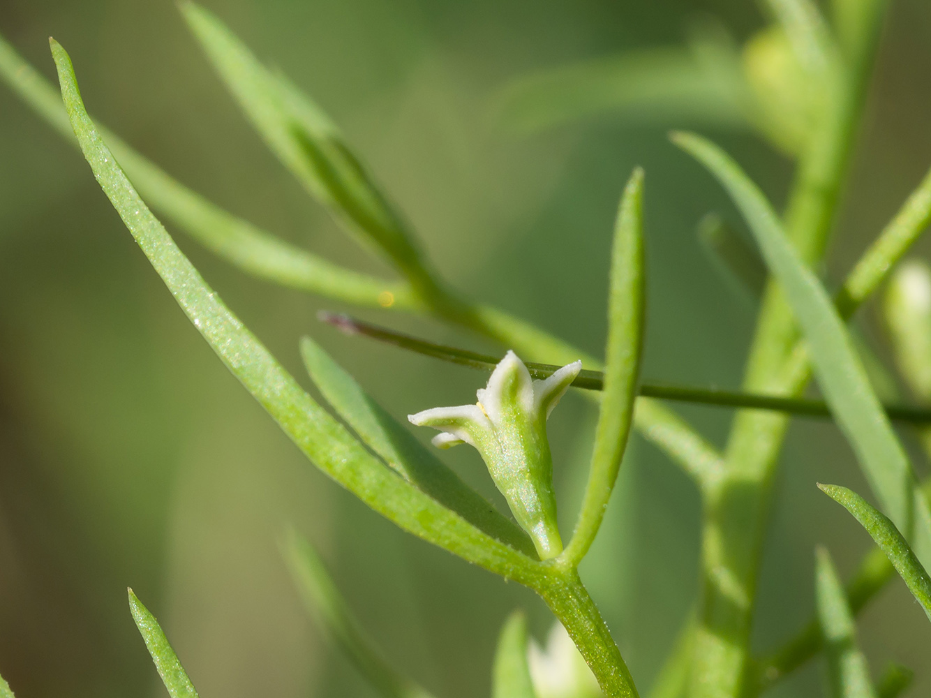 Image of Thesium ramosum specimen.