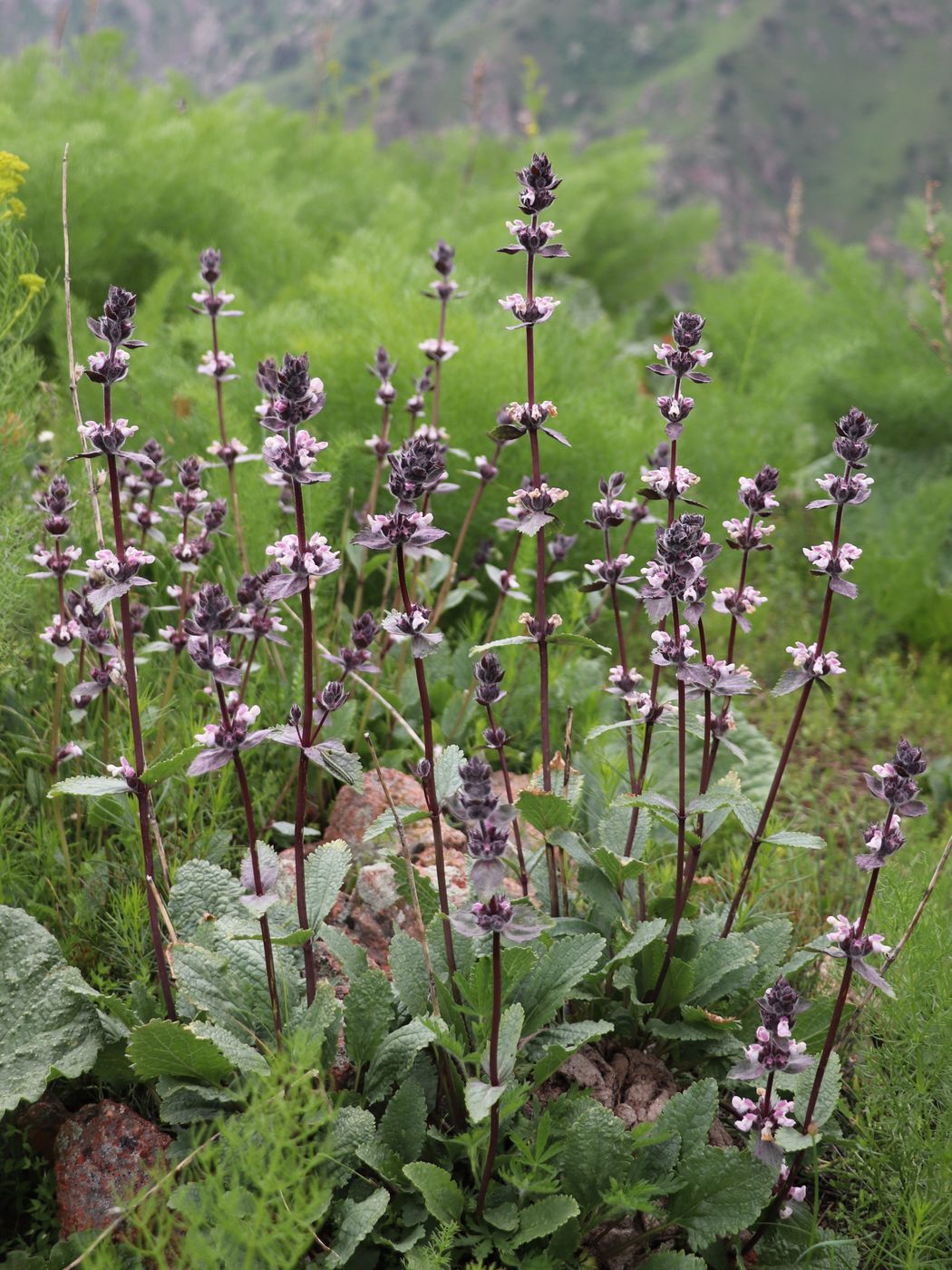Изображение особи Phlomoides angreni.