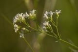 Galium octonarium. Верхушка побега с соцветиями. Ростовская обл., Белокалитвинский р-н, окр. хут. Какичев, степной склон. 28.05.2022.