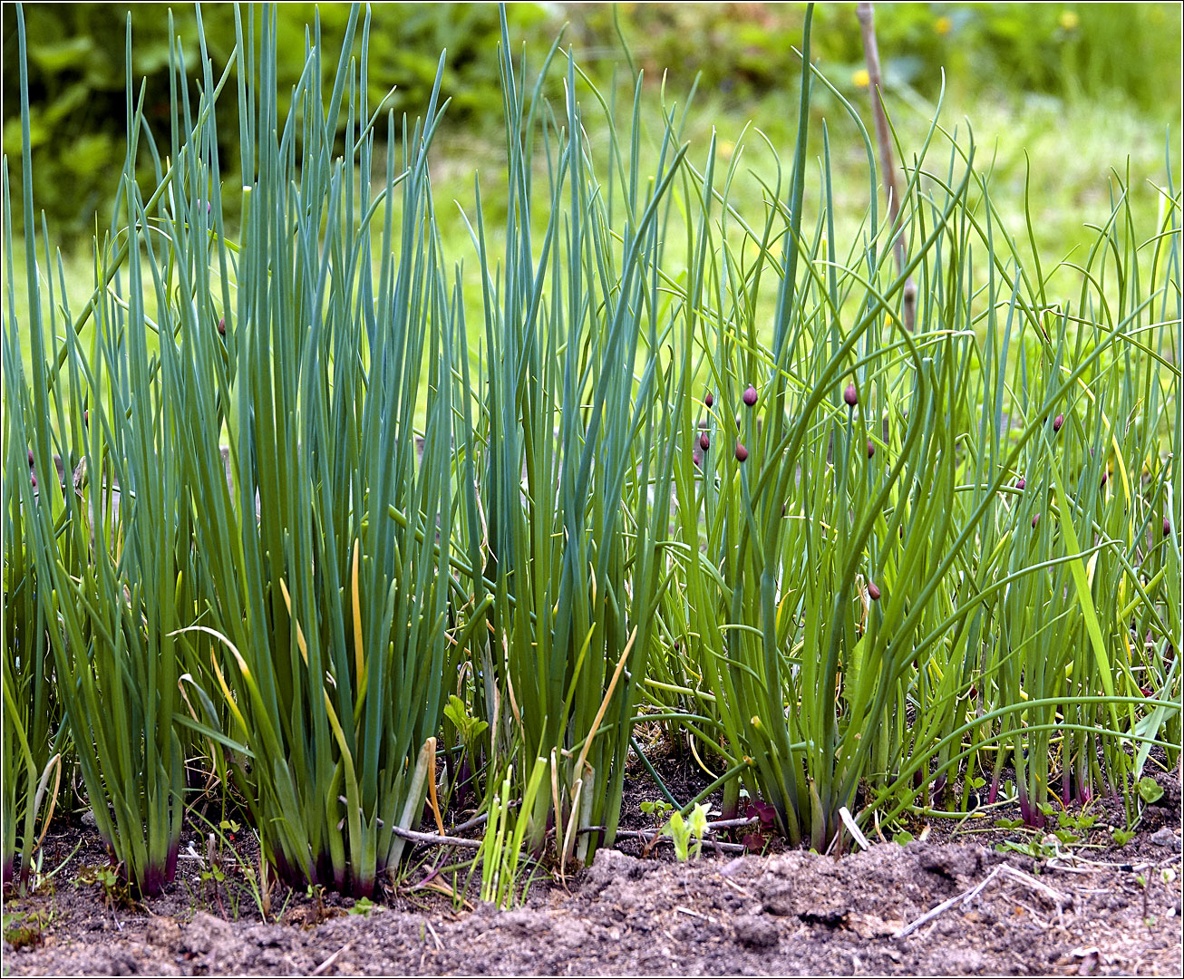 Image of Allium schoenoprasum specimen.