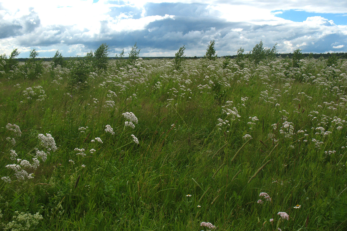 Изображение особи Valeriana officinalis.