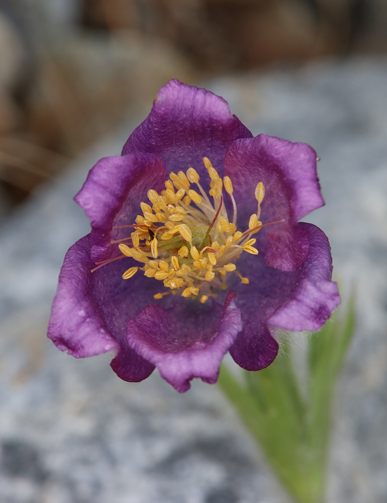 Изображение особи род Pulsatilla.