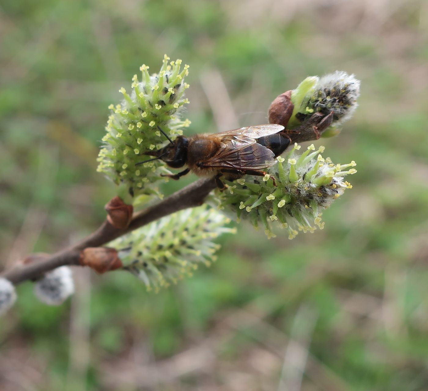 Image of Salix cinerea specimen.