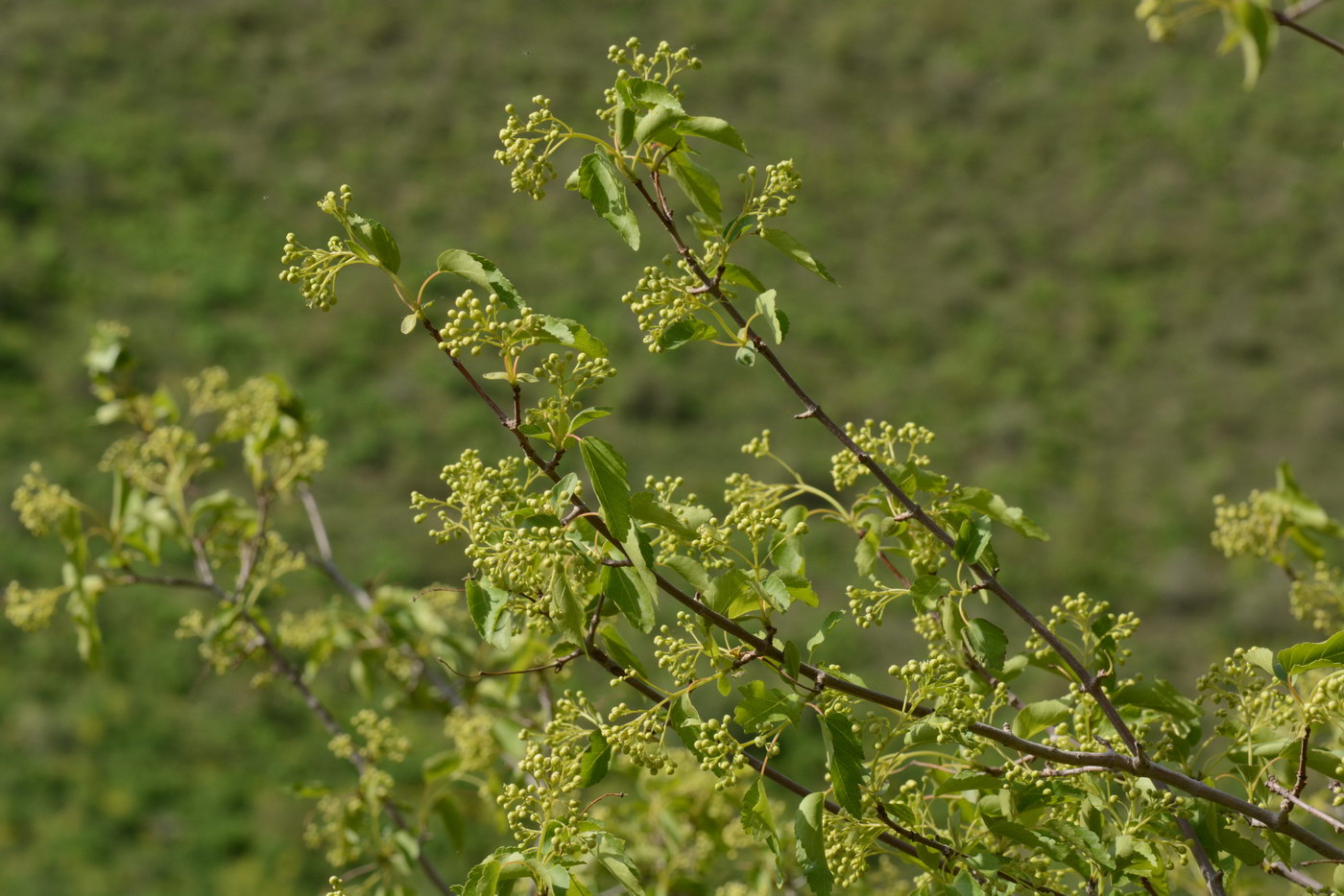 Image of Acer semenovii specimen.