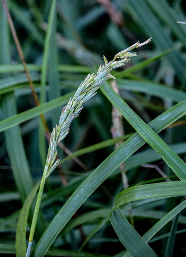 Image of Leymus mollis specimen.