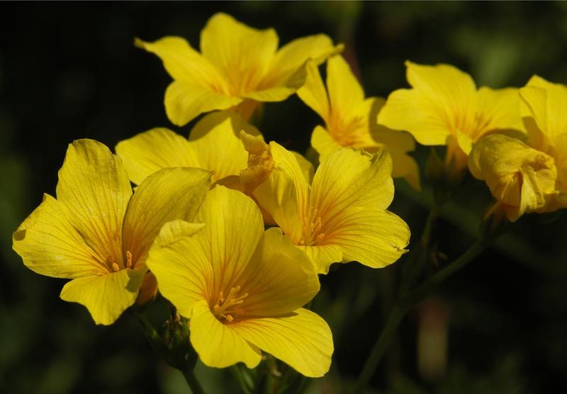 Image of Linum uralense specimen.