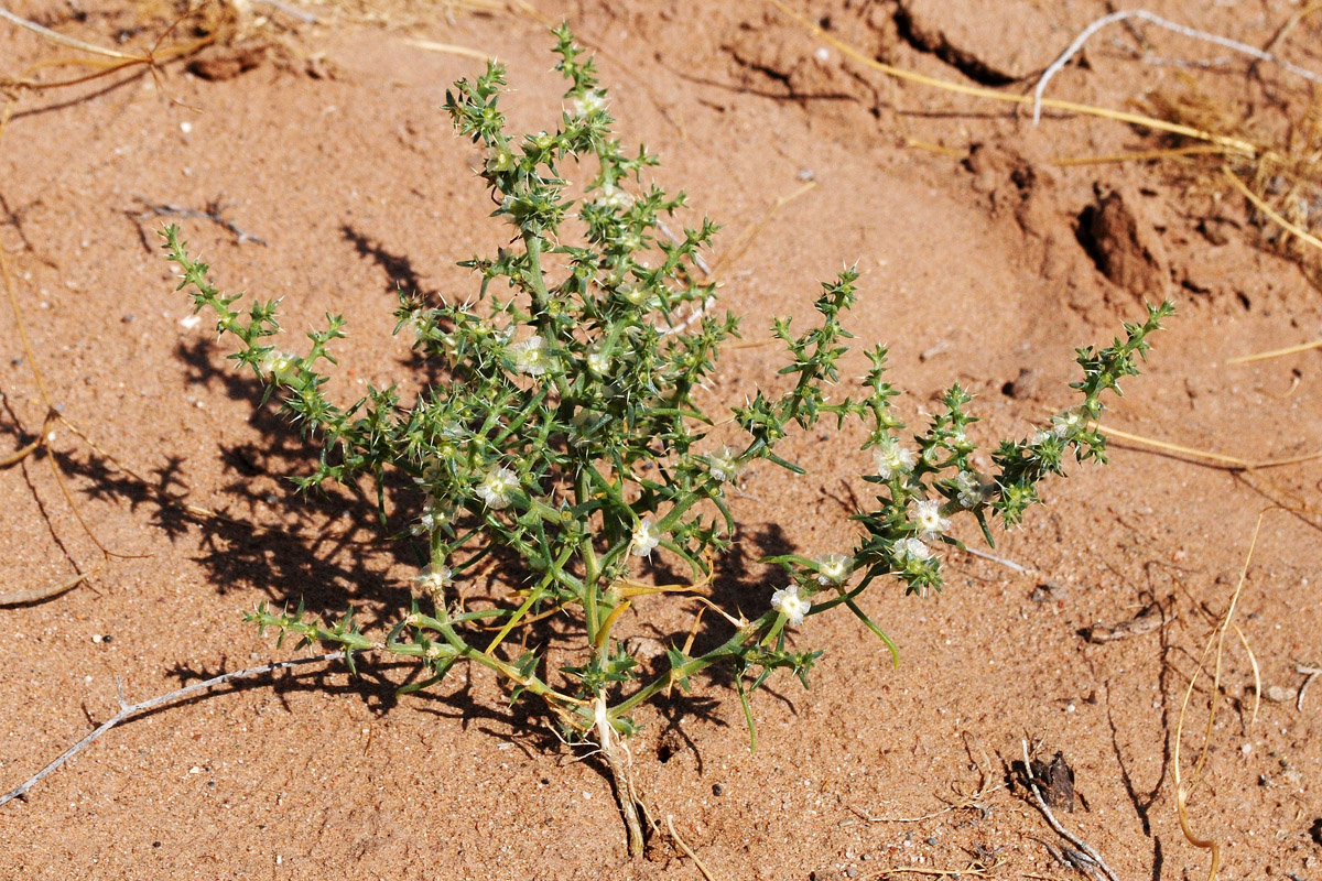 Изображение особи Salsola praecox.