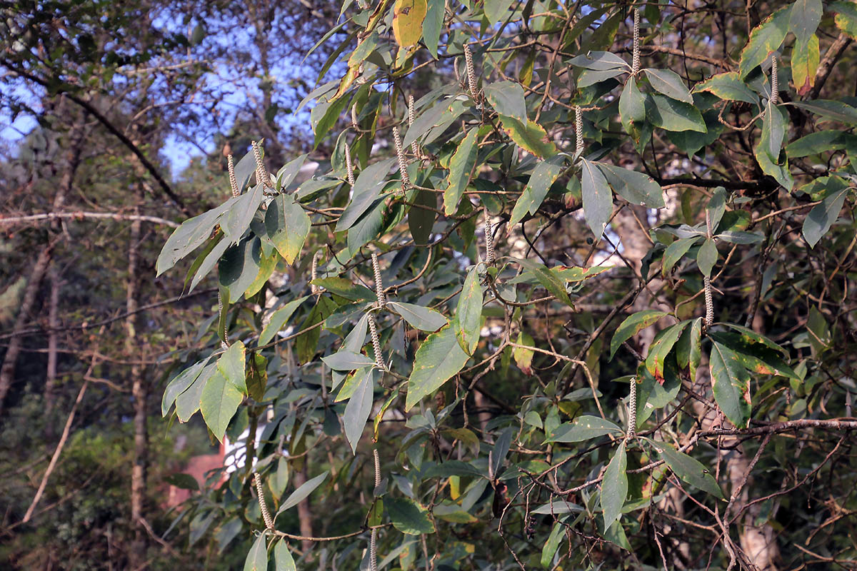 Image of genus Lithocarpus specimen.