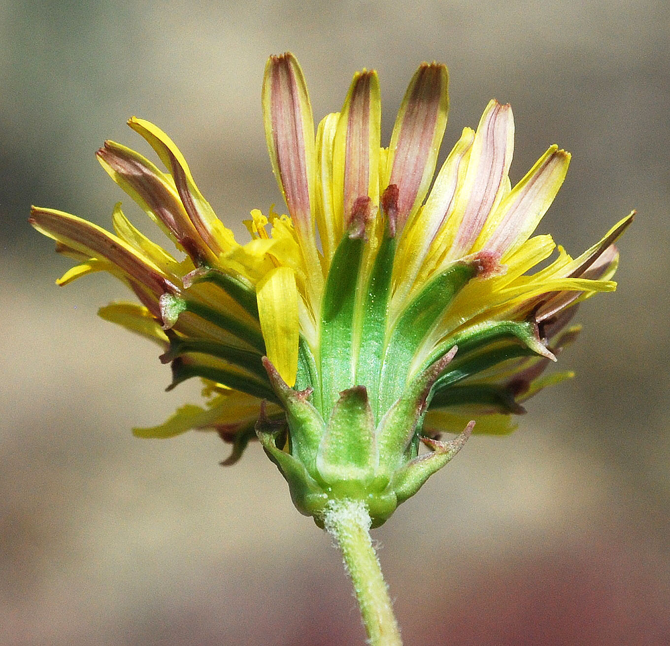 Image of genus Taraxacum specimen.