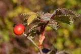 genus Rosa. Веточка с плодом и листьями в каплях росы. Краснодарский край, Лазаревский р-н, окр. с. Ордынка, 150 м н.у.м., опушка. 05.11.2022.