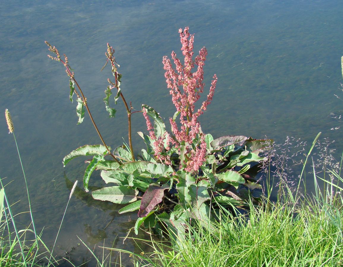 Image of Rumex aquaticus specimen.