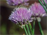Allium schoenoprasum