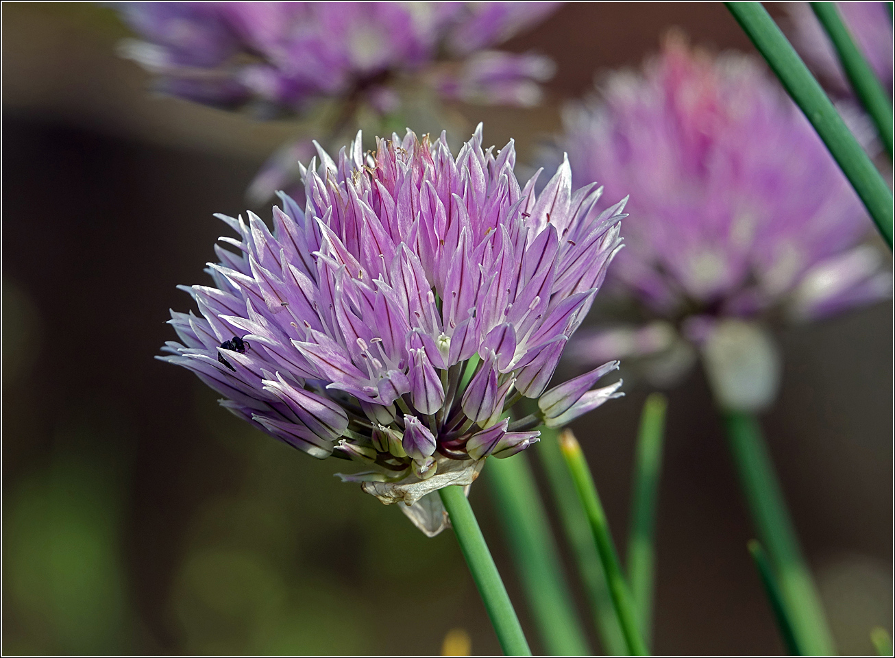 Image of Allium schoenoprasum specimen.