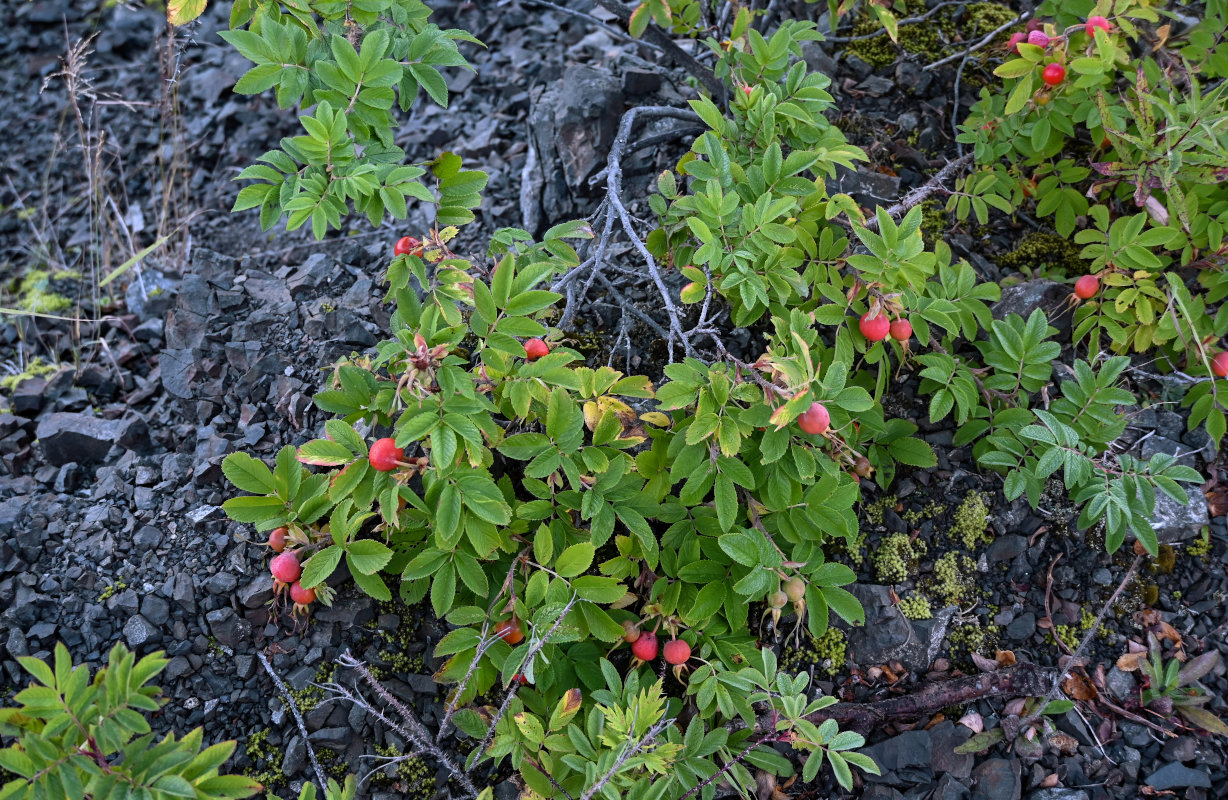 Изображение особи Rosa amblyotis.