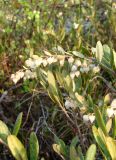 Chamaedaphne calyculata