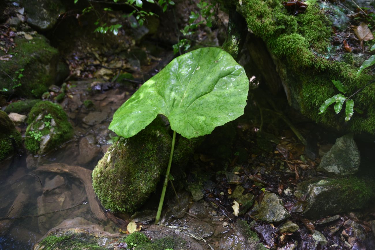Image of Petasites albus specimen.