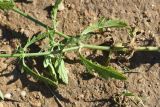 Verbena officinalis