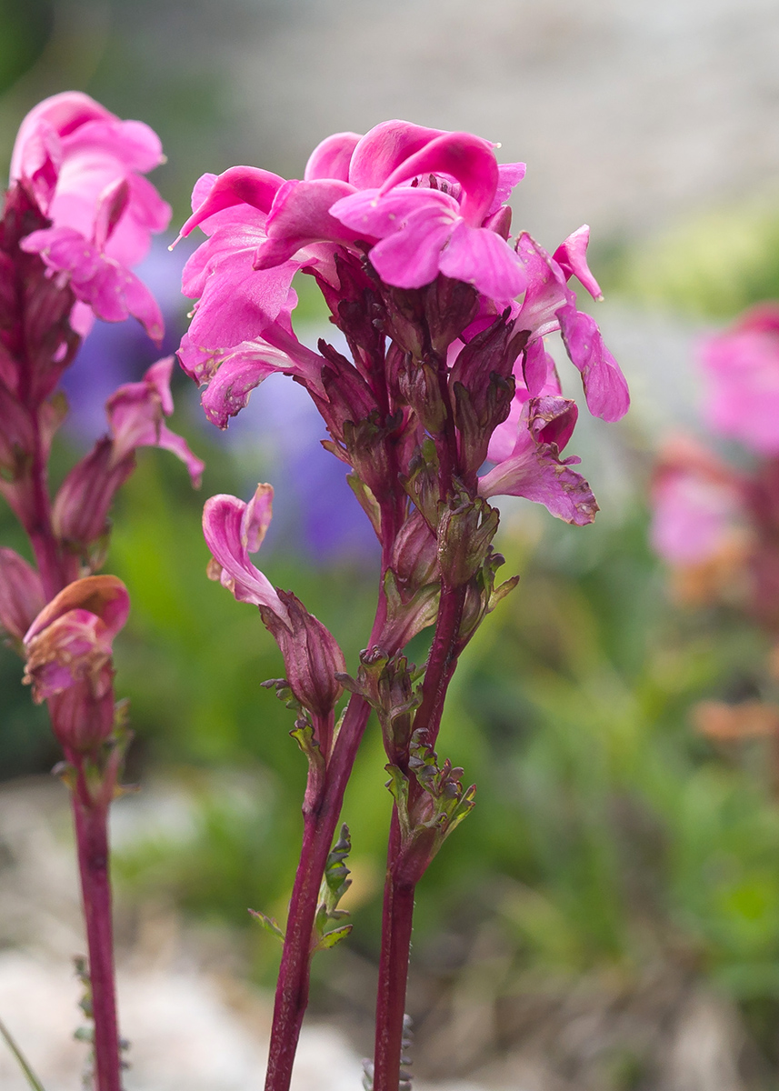 Изображение особи Pedicularis nordmanniana.