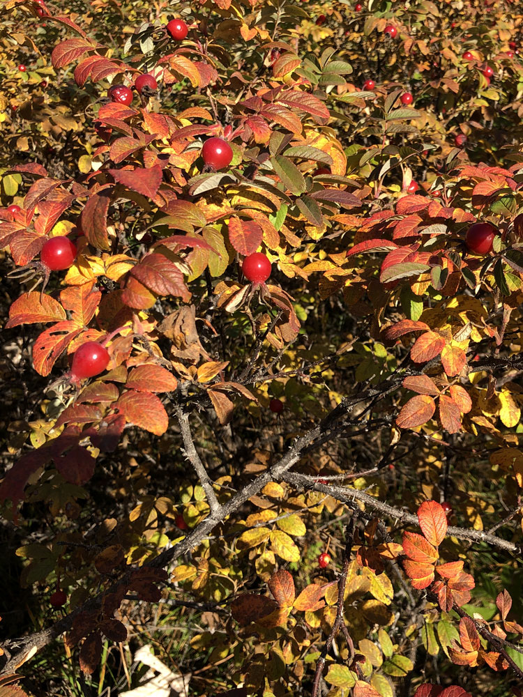 Image of Rosa rugosa specimen.