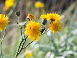 Sonchus humilis. Верхушка побега с соцветиями. Кольский п-ов, Кандалакшский берег Белого моря, олуговелая воронично-кустарничковая тундра у границы с валунно-галечным пляжем. 22.07.2021.