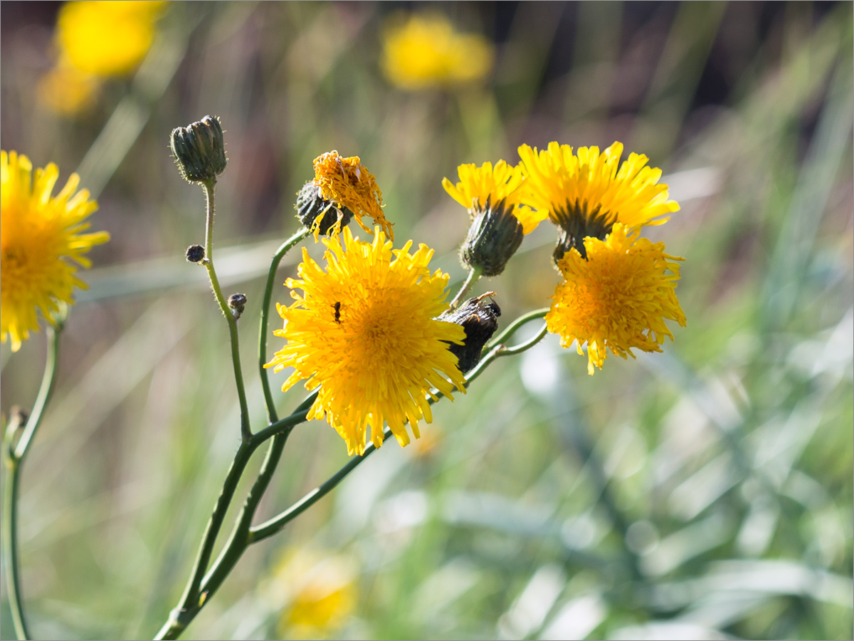 Изображение особи Sonchus humilis.