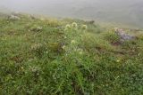 genus Cirsium. Цветущее растение. Республика Ингушетия, Джейрахский р-н, рядом с альплагерем \"Кязи\", луг, выс. 1980 м н.у.м. 22 июля 2022 г.
