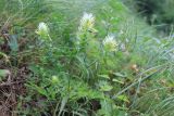Melampyrum argyrocomum