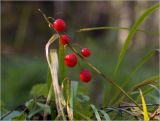 Convallaria majalis. Соплодие с созревшими плодами. Московская обл., Раменский р-н, окр. ж.-д. платформы Хрипань, просека, смешанный лес у ЛЭП. Сентябрь 2000 г.