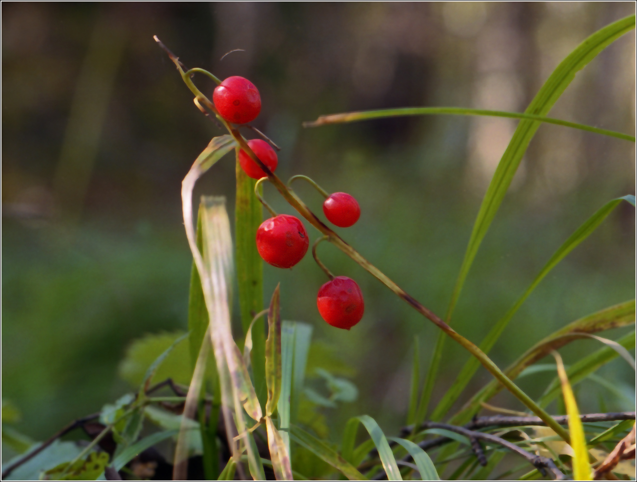 Изображение особи Convallaria majalis.