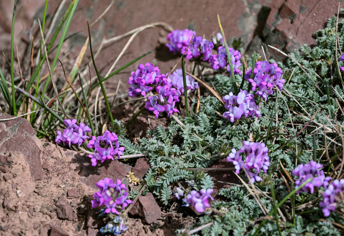Изображение особи Oxytropis lapponica.