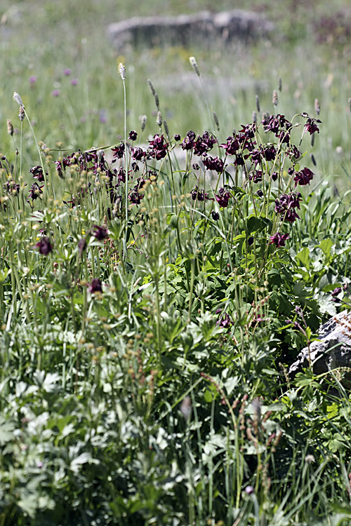 Изображение особи Aquilegia atrovinosa.