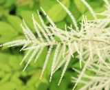 Aruncus sylvestris. Соцветие. Краснодарский край, Сочинский р-н, окр. с. Эстосадок, просека в горном буковом лесу, выс. ≈ 1000 м н.у.м. 16 июня 2019 г.