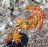 Acer cappadocicum