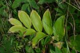 Polygonatum maximowiczii