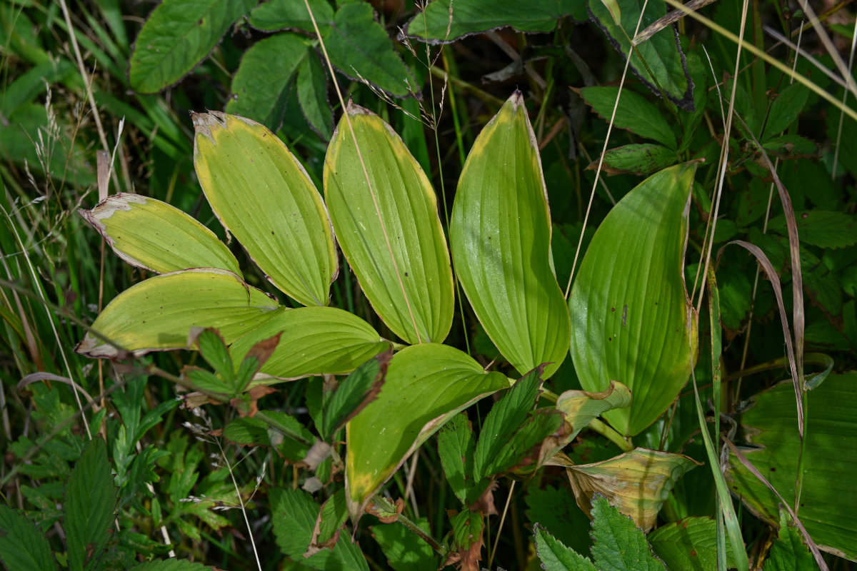 Image of Polygonatum maximowiczii specimen.