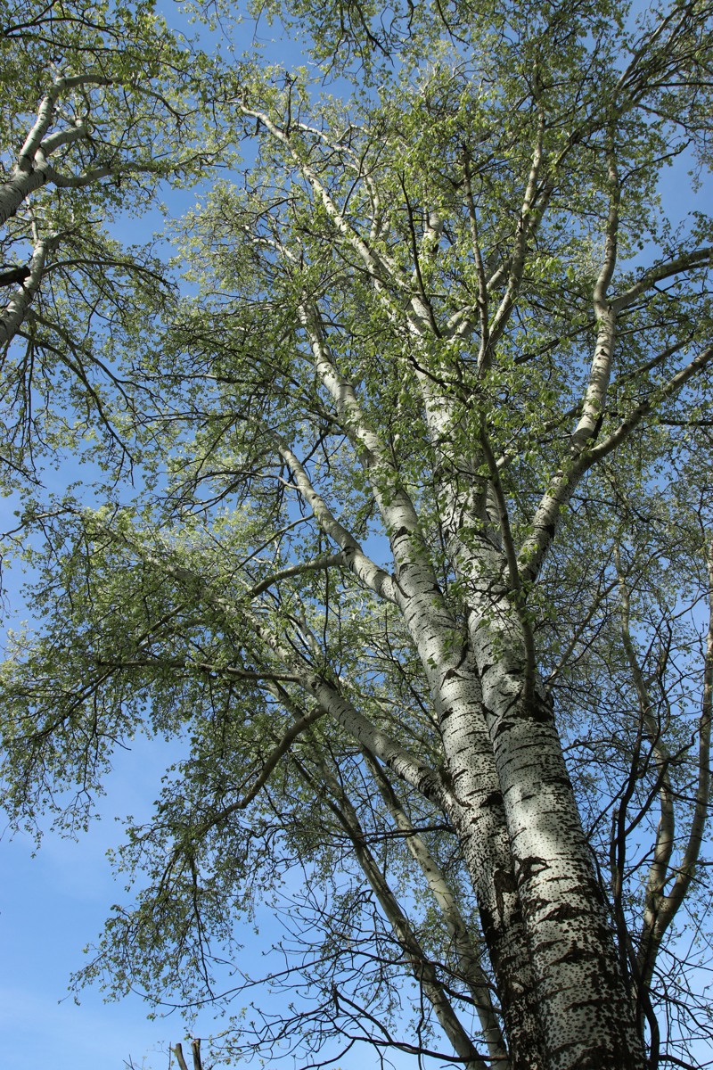 Image of Populus alba specimen.