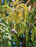 Mangifera indica . Верхушка ветви с плодом. Египет, мухафаза Асуан, о-в Агилика, в культуре. 03.05.2023.