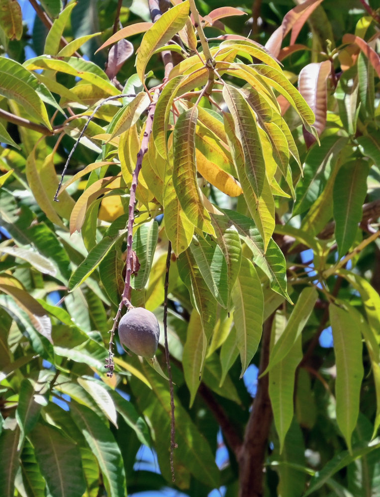 Image of Mangifera indica specimen.