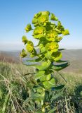 Euphorbia condylocarpa. Верхушка цветущего растения. Краснодарский край, м/о г. Новороссийск, гора Лысая-Новороссийская, ≈ 500 м н.у.м., горная степь. 17.04.2016.