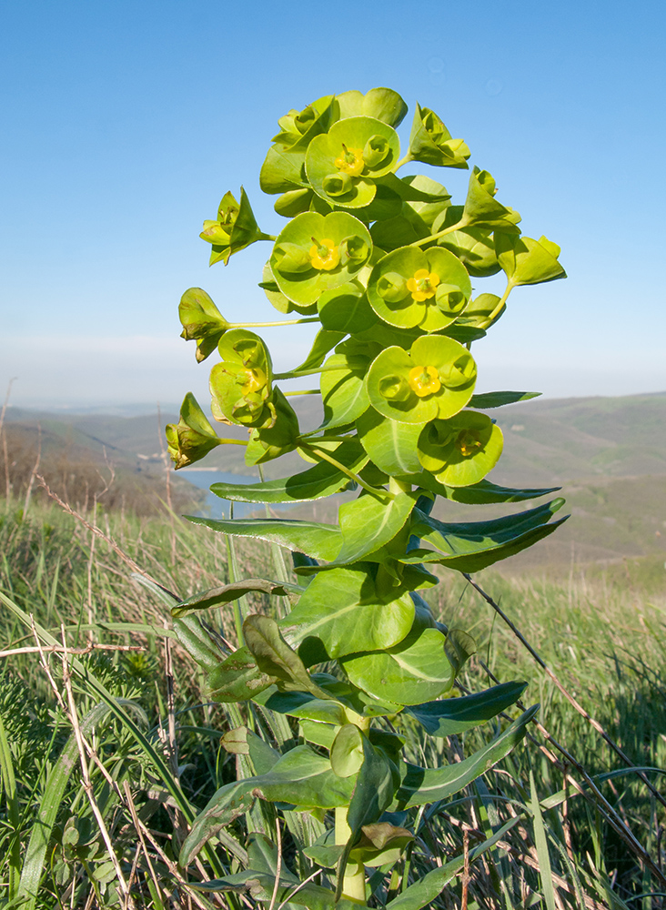 Image of Euphorbia condylocarpa specimen.