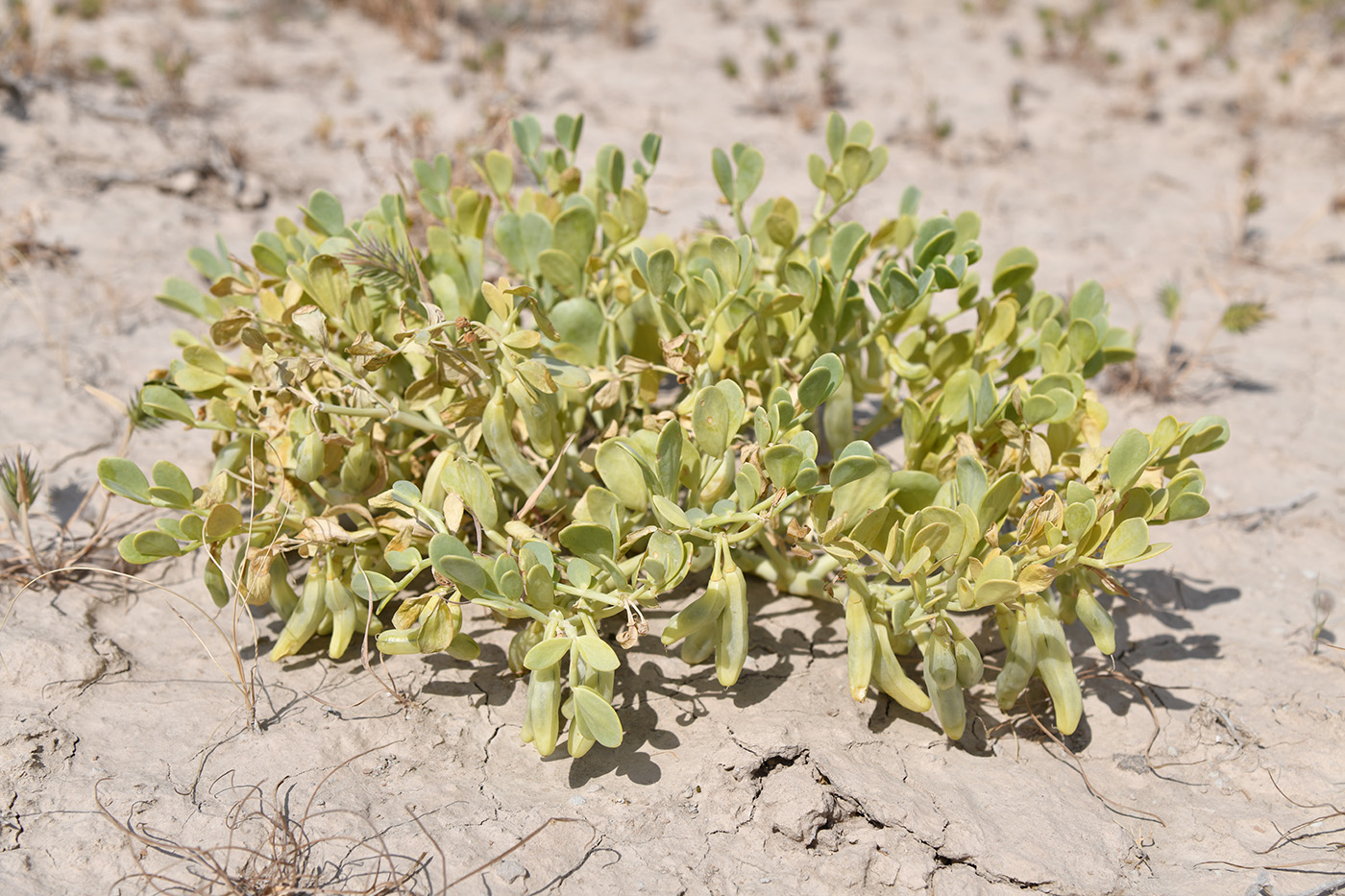 Изображение особи Zygophyllum miniatum.