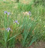 Iris notha