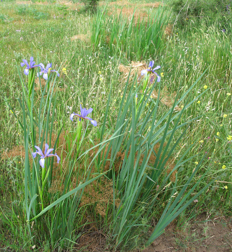 Image of Iris notha specimen.
