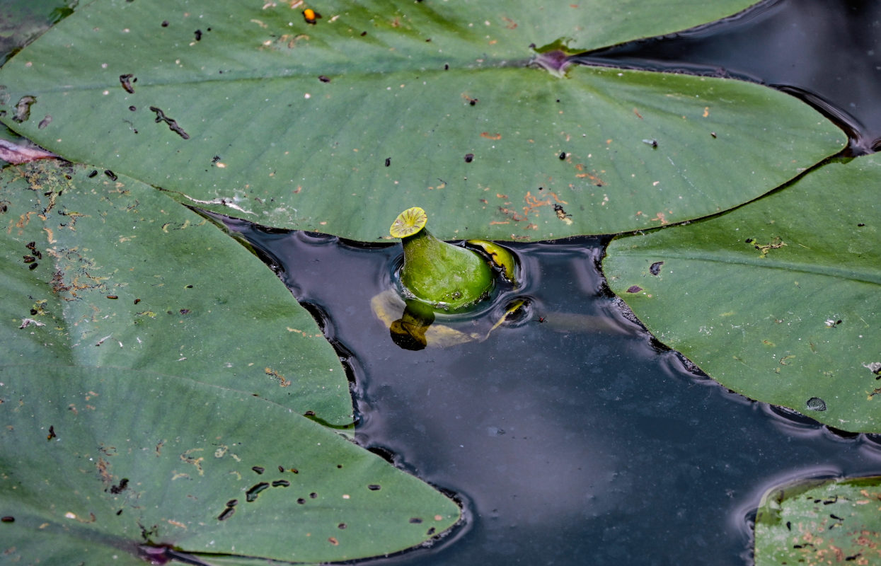 Image of Nuphar lutea specimen.