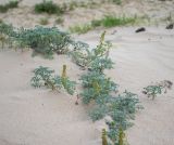 Ambrosia chamissonis. Цветущие и плодоносящие растения. Чили, обл. Valparaiso, провинция Isla de Pascua, северо-восточная часть острова, бухта Anakena, закреплённые дюны. 09.03.2023.