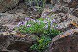 Astragalus onobrychis. Цветущие растения. Карачаево-Черкесия, Зеленчукский р-н, окр. пос. Нижний Архыз, скальный выступ. 12.06.2023.