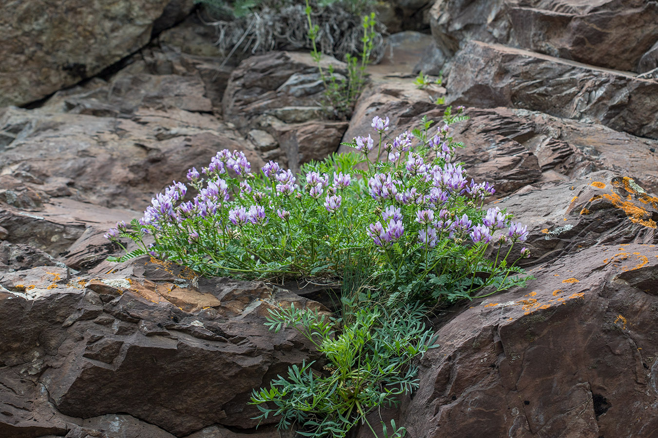 Изображение особи Astragalus onobrychis.