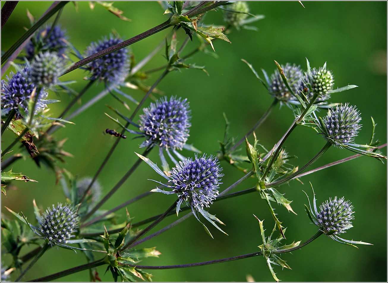 Image of Eryngium planum specimen.