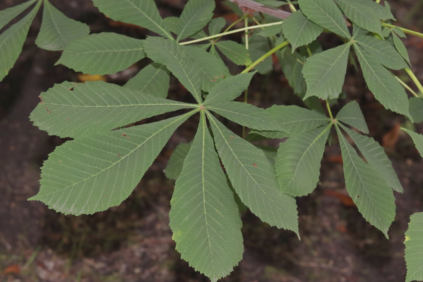 Изображение особи Aesculus hippocastanum.