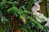 Polypodium cambricum. Взрослые растения в сообществе с Hedera и мхами. Грузия, Самегрело-Верхняя Сванетия, Мартвильский каньон, буковый лес, крутой каменистый склон. 16.06.2023.